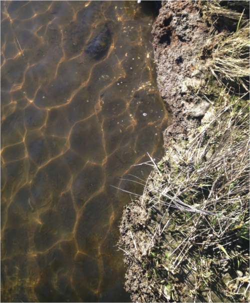 Noelle Olsen took a photo of where the marsh meets the water to given a sense of leading lines. This photo also offers an interesting texture with the roughness of the marsh grass and sun dappled water ripples.