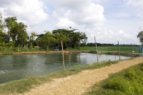 Aquaculture ponds in the sanctuary area surrounding Bhitarkanika National Park.