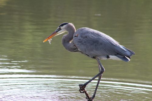 This is a great shot of a heron but it would be even better if the photographer had shifted the frame down so that we could see where the stick comes up out of the water. This is a simple adjustment that adds context to the photo and keeps viewers from being distracted by having to imagine the rest of the scene.