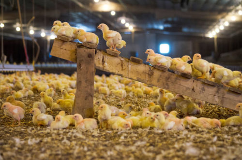 Perdue Farms has vowed to make better living arrangements for their chickens because of consumer demand.