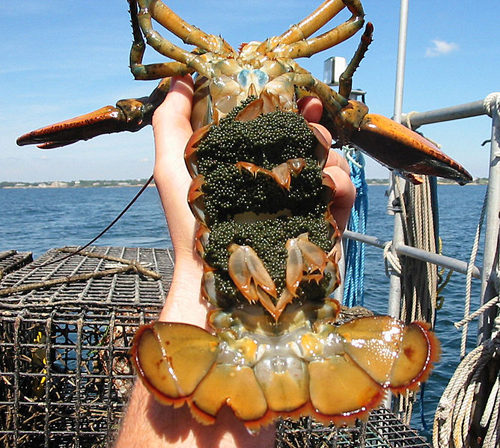 A notch is put in the tail of reproductive female lobster before release so she is protected from harvesting in the future when her eggs are not as visible.