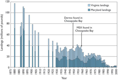 Due to overharvesting and disease, the current oyster population of the Chesapeake Bay is at less than 1% of historical values. Would we realistically be able to restore the population to its original number? If not, which number could we actually aim for?