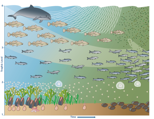 The effects on food web structure from eutrophication and overfishing in the Baltic Sea. (Image source: HELCOM 2010)