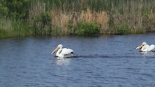 White pelicans swiming amongst marsh grasses