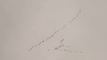 Snow gesse migrating in a flying V formation. 