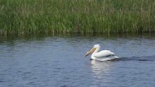 A pair of white pelicans swimming through a marsh. 