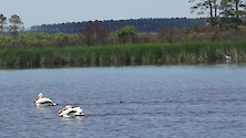 Short clip of two White Pelicans while a Great Blue Heron stalks fish in the background