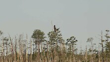 American Bald Eagle flying amongst a ghost forest on the eastern shore of Maryland. 