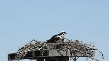 Shot of an osprey in a platform nest at Blackwater park. 