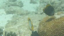 Various coral fish interacting in underwater shot. 