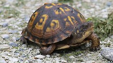 A lovely little boxturtle decided to stop for us on a gravel path, give them a hand!
