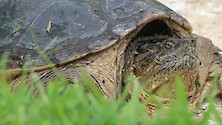 A pregnant female snapping turtle stopped long enough for us to get this shot of them. 