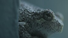 Close up on a great Gray Tree Frog. 
