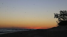 orange sunset over a beach with various waterbirds flying overhead. 