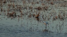 Great egret hunting in a shallow marsh for an evening meal. 