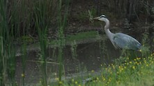 Great footage of a great blue heron hunting in shallow waters along the side of a road. 