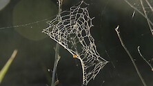 footage of a spiderweb in a light breeze.