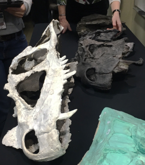 A comparison of a fossil's museum cast (left) and the original fossil (right). Photo credit: Emily Nastase