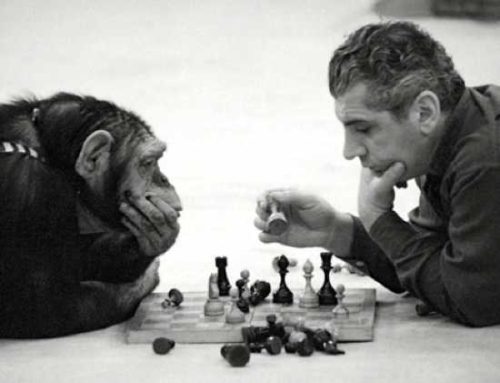 Depiction of chimp’s behavior and intelligence in comparison to humans. A game like chess takes thoughtfulness and thinking ahead. Chimps have been described as having the same mannerisms, smile, and emotions as humans. This is a good depiction of what I have described above. This is the fluid relationship some Africans share with nature (i.e. chimps in this case).