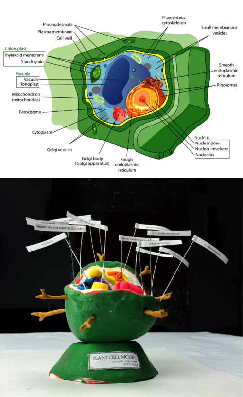 Top: A diagram of a plant cell. Image credit: LadyofHats, Wikimedia Commons. Bottom: student representation of a plant cell. Image credit: Joe Utsler.