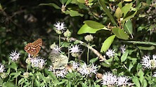 Butterflies (Multi-species) feeding on wild bergamot (Monarda fistulosa L.)