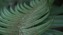Western sword fern (Polystichum munitum) leaves and spori