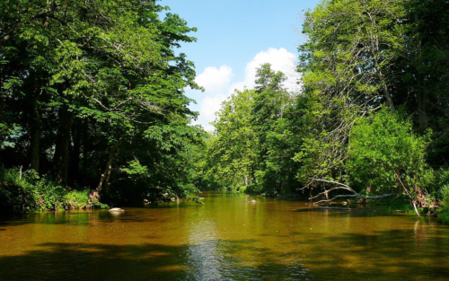 The Watauga River, another victim of the spread of whirling disease. Image credit Ken Thomas