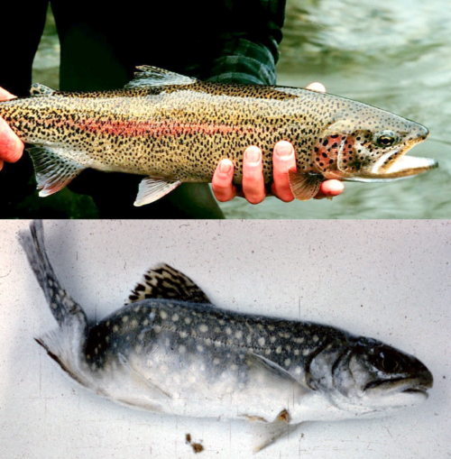 Rainbow trout. The top is a healthy trout, the bottom one with advanced whirling disease. Image credit: here and here