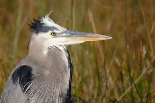 Blue Heron in the Everglades. Image credit here