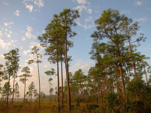 Pine Rockland in the Everglades. Image credit here