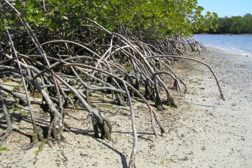 Mangrove forests are another protected area in the Everglades National Park. Image credit here