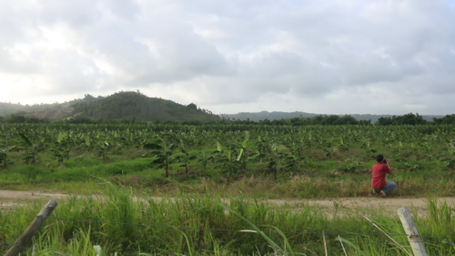 Gathering footage of a small agricultural field near Humacao. The tree-like plants with long, broad leaves are plantains.