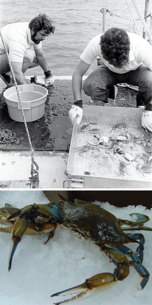 The University of Maryland has been studying blue crabs since the 1970, .  Here, scientists are evaluating the effect of the discharge from the Calvert Hills nuclear plant. (Unnamed photo (top) by the United States Department of Energy from Wikimedia is in the public domain.