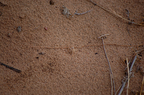 Cricket at Petroglyph National Monument in Albuquerque, NM