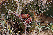 Prickly pear (Opuntia phaeacantha)