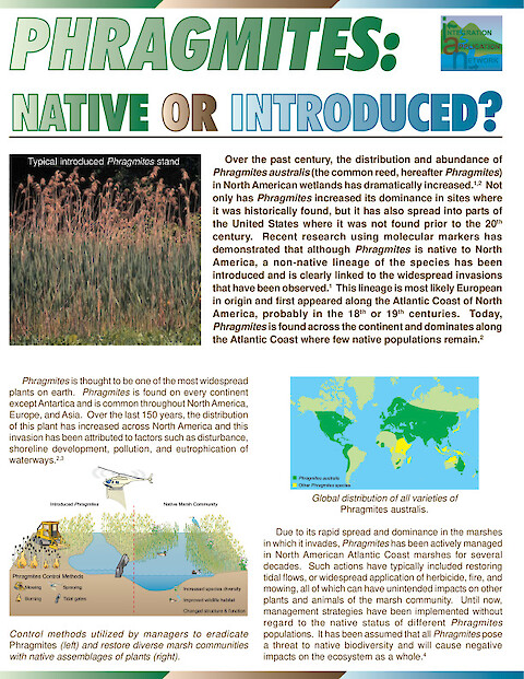 Phragmites: Native or Introduced (Page 1)