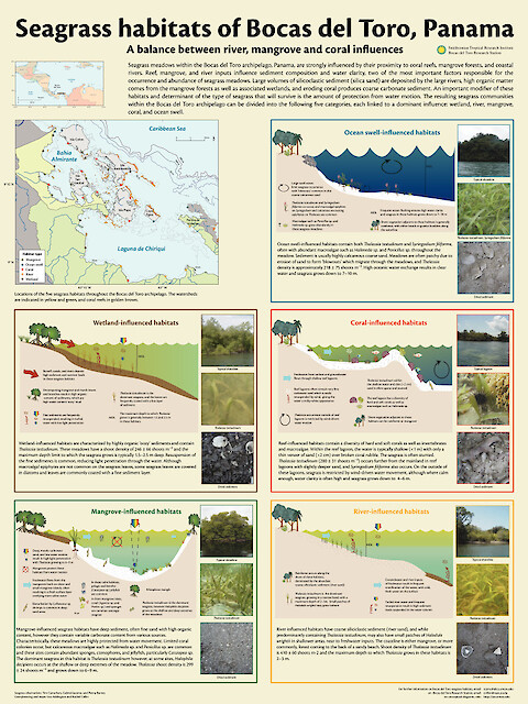 Seagrass habitats of Bocas del Toro province: a balance between river, mangrove and coral influences (Page 1)