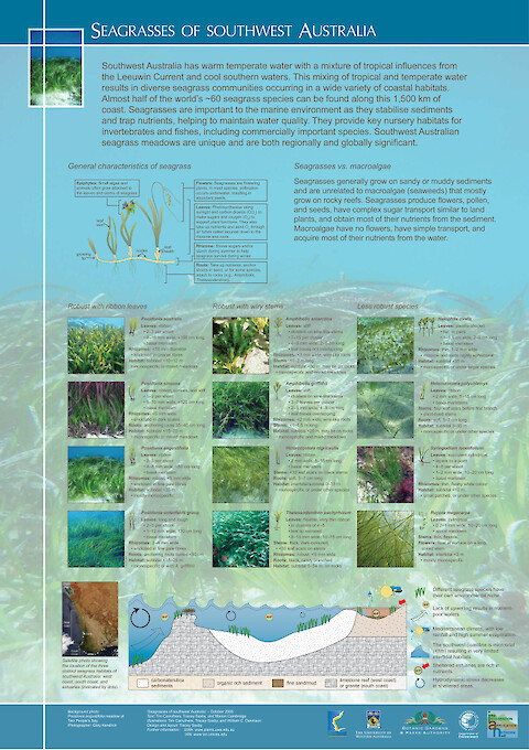 Seagrasses of Southwest Australia (Page 1)