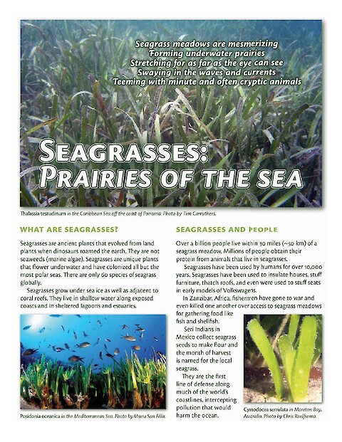 Seagrasses: Prairies of the Sea (Page 1)