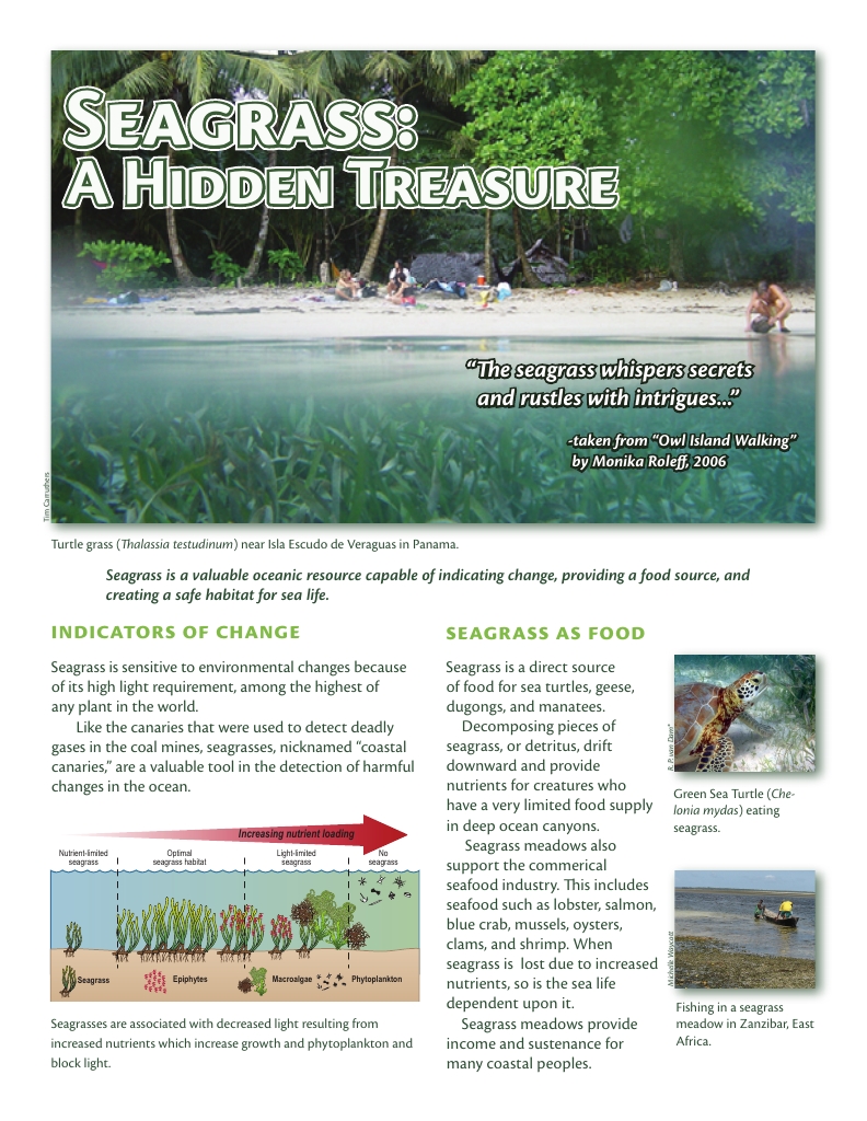 Seagrass: A Hidden Treasure | Publications | Integration and