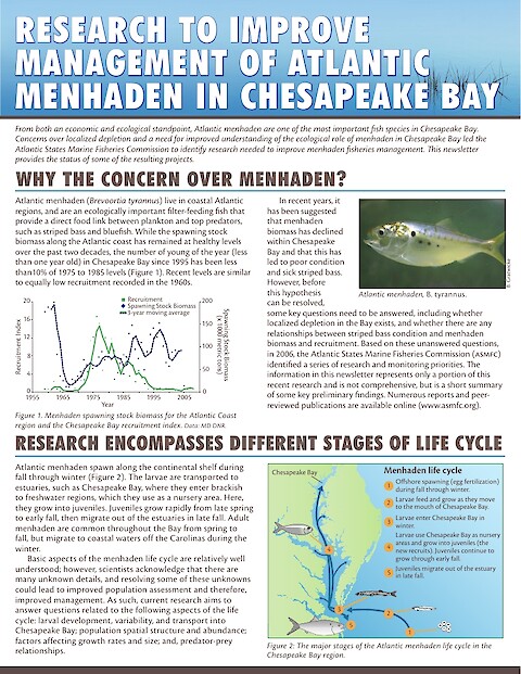 Research to improve management of Atlantic menhaden in Chesapeake Bay (Page 1)