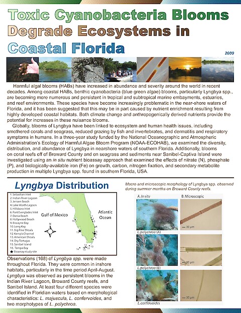 Toxic cyanobacteria blooms degrade ecosystem in coastal Florida (Page 1)