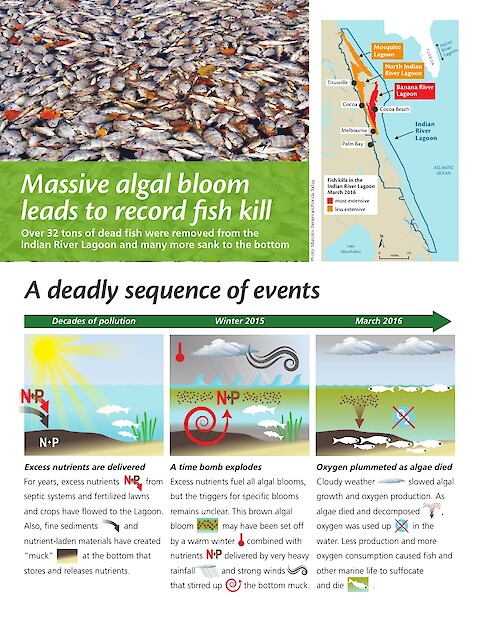 Massive Algal Bloom Leads to Record Fish Kill (Page 1)