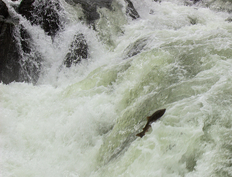 A photo of a large fish (a Chinook salmon) jumping a waterfall.