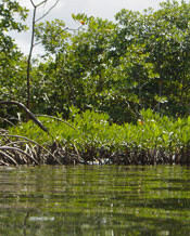 Mangrove and seagrass communities co-occurring