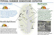 Summer Forecast Newsletter