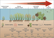 seagrass conceptual diagram