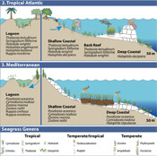 Seagrass concceptual diagram