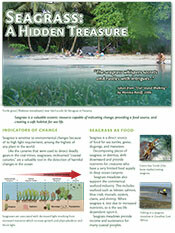 Seagrass Factsheet Cover