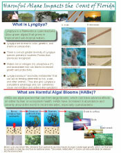 Harmful Algae Brochure